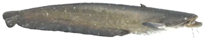 سلور آمور