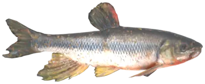 Kavamutsu