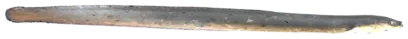 الأنقليس الياباني