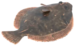 سمكة موسى