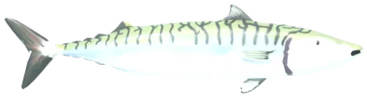 Atlantik skumbriyası