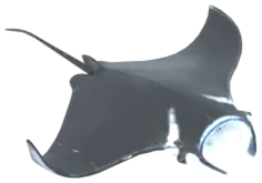 شيطان البحر العملاق