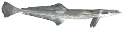 سمكة اللشك