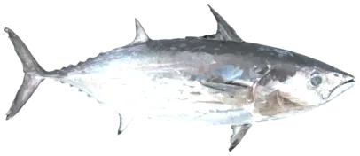 التونة الوثابة