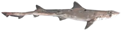 كلب البحر الأملس غير المرقط