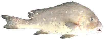 Naxışlı şirindodaq